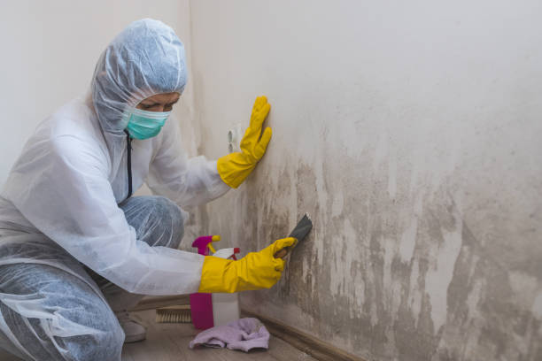 Mold Removal Process in Riverside, CA