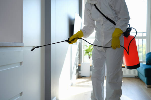 Attic Mold Removal in Riverside, CA
