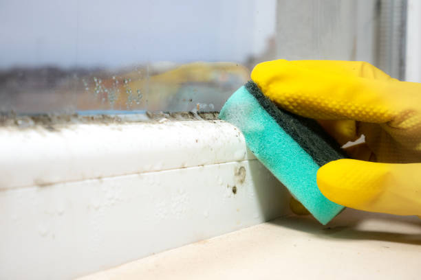 Best Certified Mold Removal  in Riverside, CA