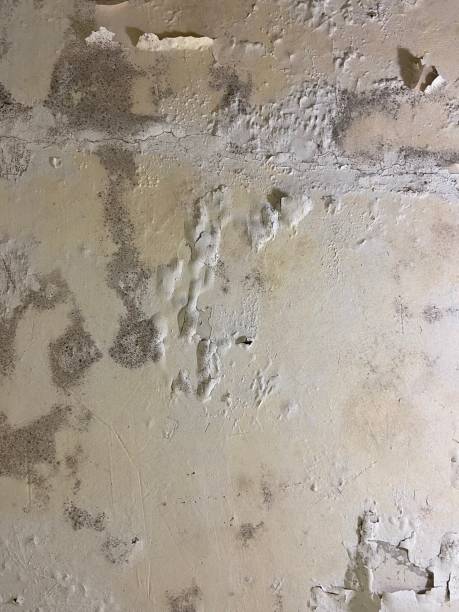 Best Certified Mold Removal  in Riverside, CA