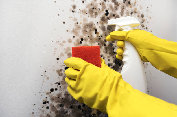 Best Mold Testing  in Riverside, CA