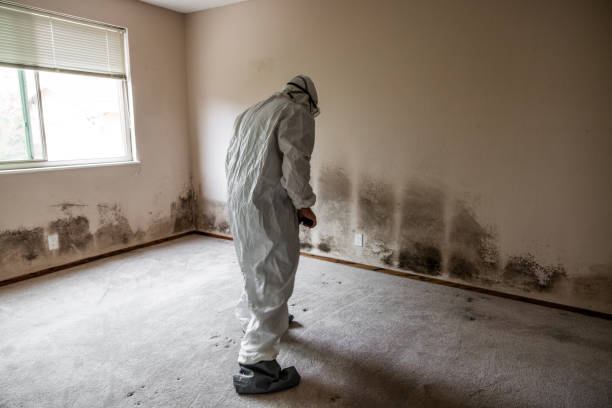 Trusted Riverside, CA Mold Removal Experts