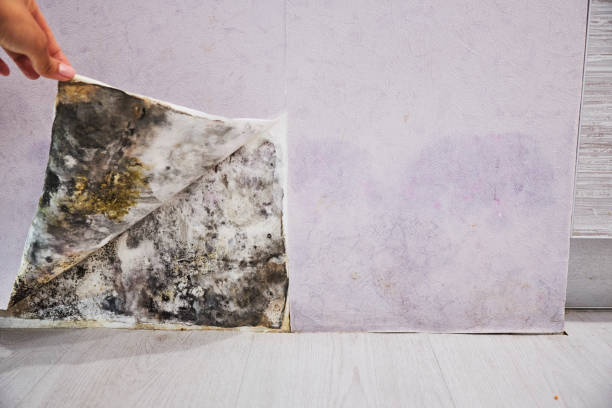 Best Fast Mold Removal  in Riverside, CA